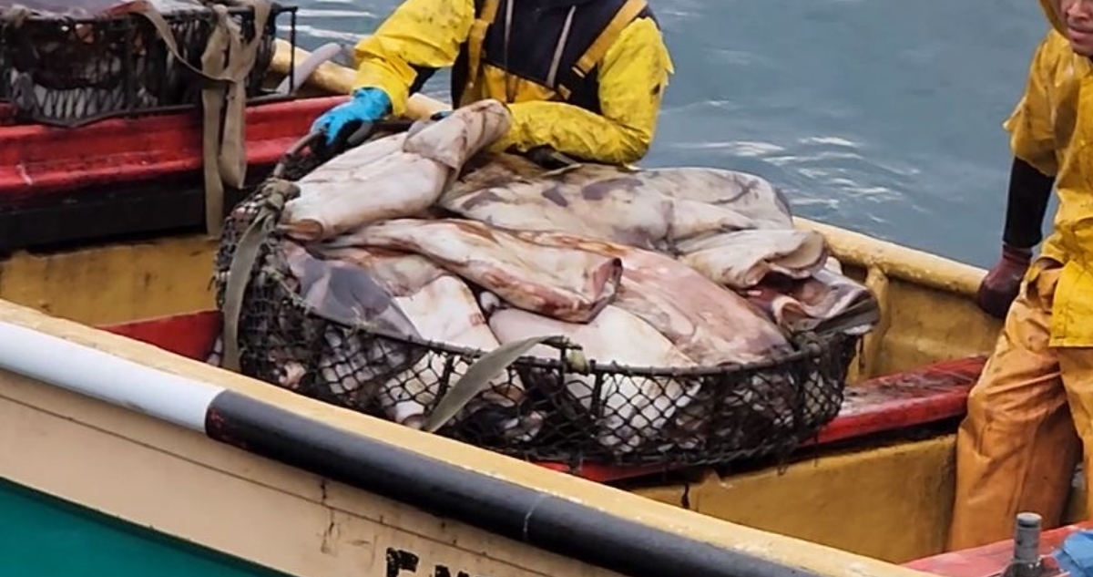 pesca de arrastre jibia