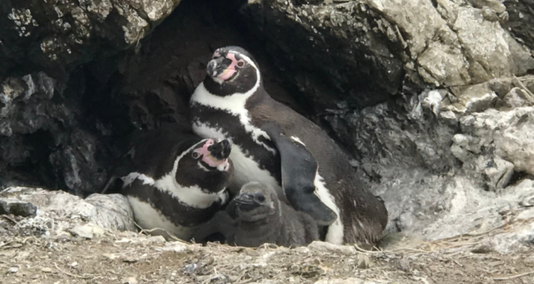 Pingüino de Humboldt pierde 63% de su población en principales colonias reproductivas de Chile