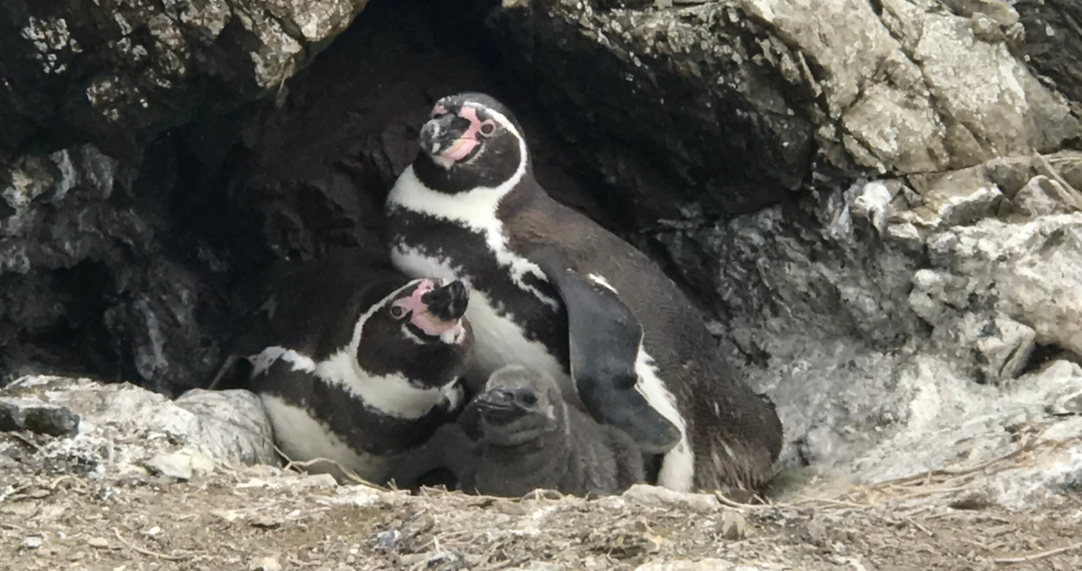Pingüino de Humboldt pierde 63% de su población en principales colonias reproductivas de Chile