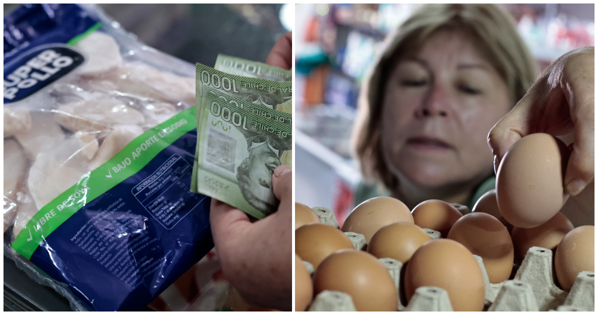 Buena noticia para el mercado: Chile se autodeclara “País Libre de Influenza Aviar” en aves de corral