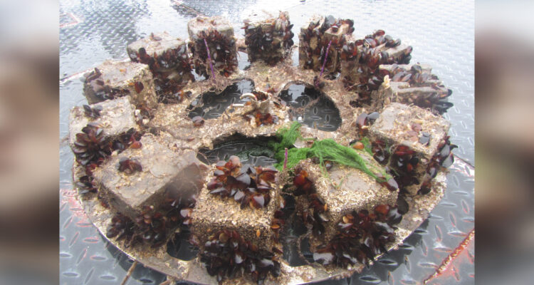 Proyecto crea arrecifes con residuos de mitilicultura para restaurar ecosistemas marinos en Los Lagos