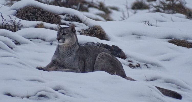 Puma, foto de Guillermo Espinoza Bustamante