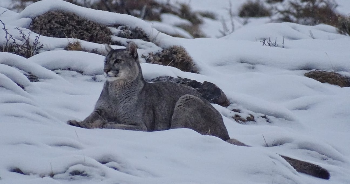 Puma, foto de Guillermo Espinoza Bustamante