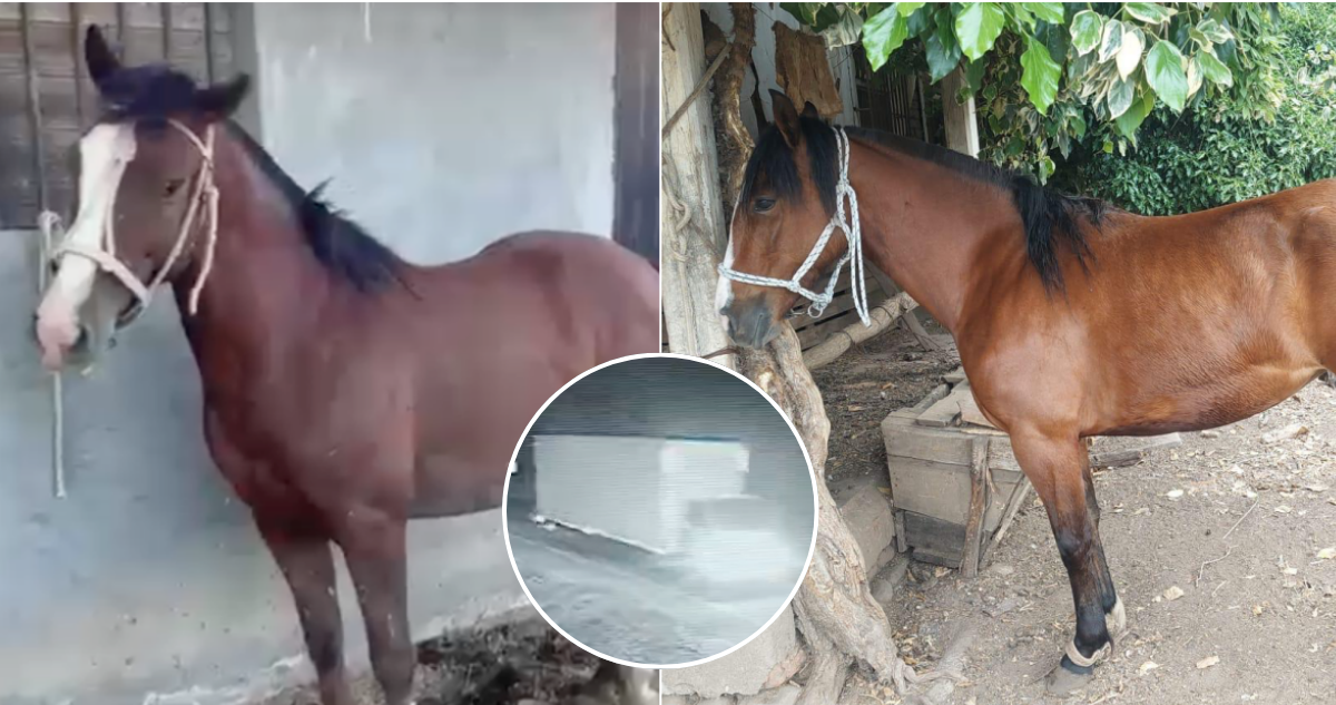 “Hubo toda una operación”: auditor denuncia robo de 12 caballos en Molina