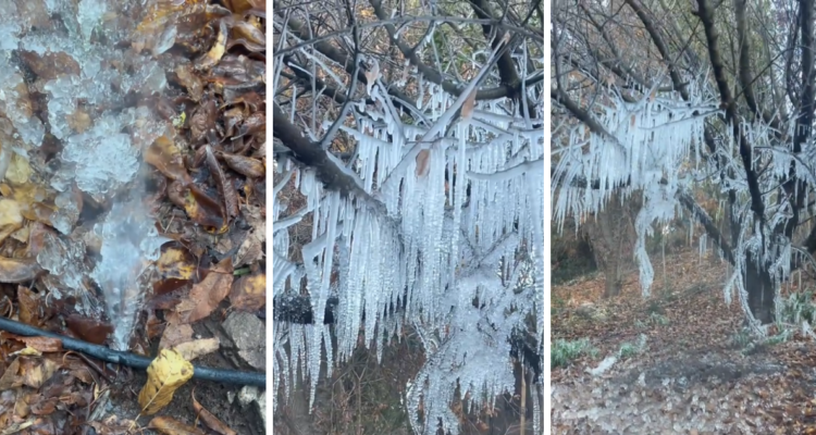 Manguera congelada deja árbol lleno de estalactitas en San Felipe