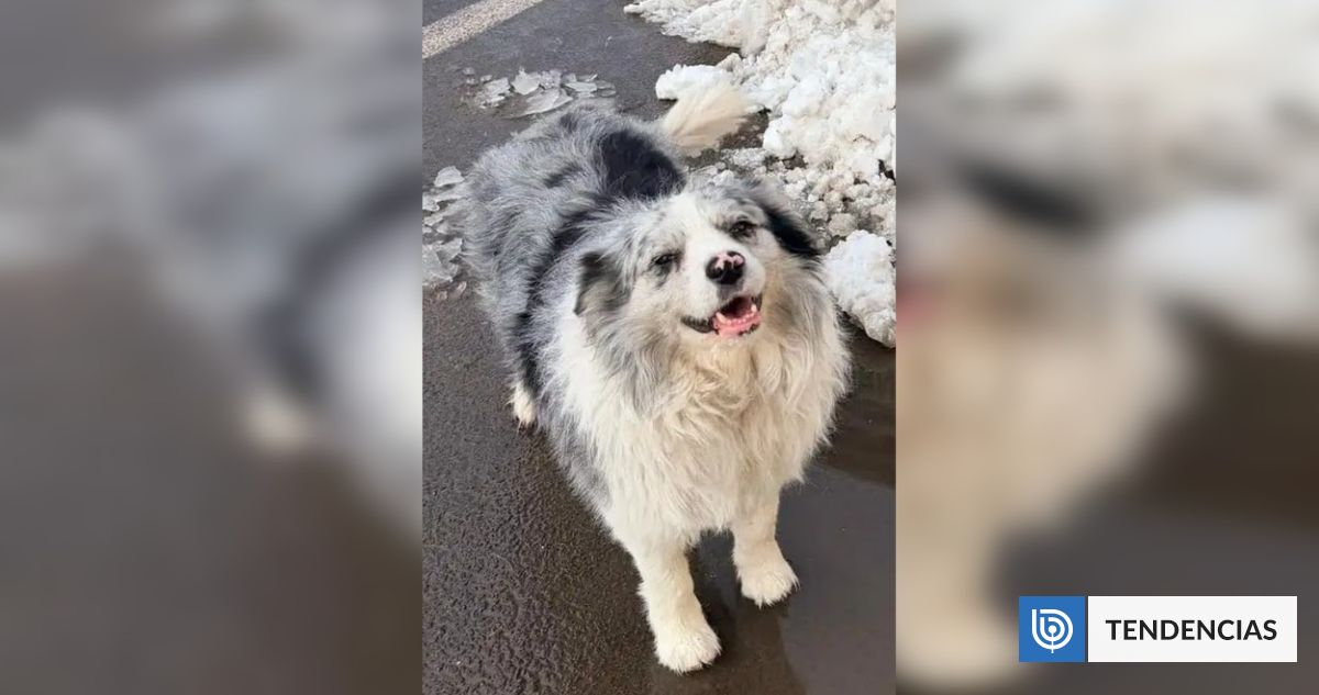 Perrito que conquistó China habría terminado servi