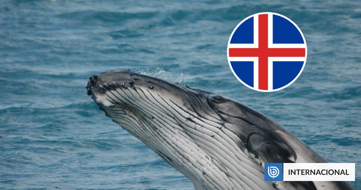 Iceland resumes whale hunting after two years and generates citizen rejection