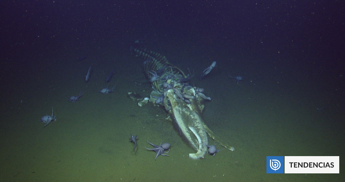 Descubren el cementerio de ballenas más grande del