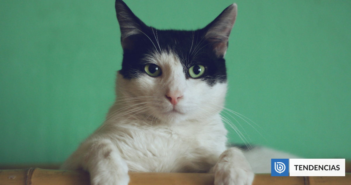 La ciencia confirma que los gatos son interesados: ayudan a 