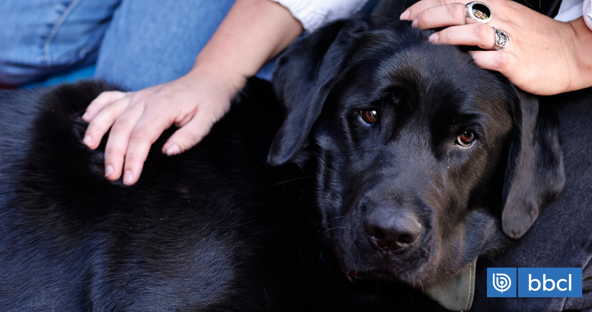 33% de los perros sufren sobrepeso u obesidad en Chile: cómo cuidar su alimentación sin agobiarlos
