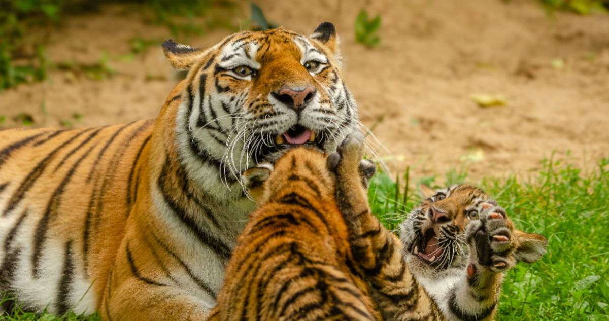 Fotos de tigres de Bengala