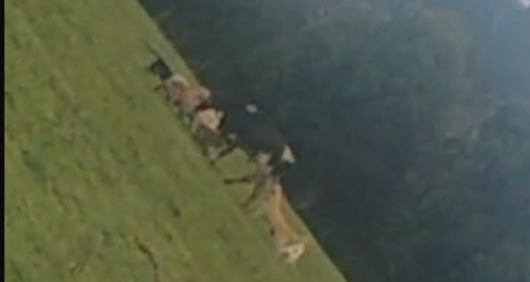 Video reabre debate por ataques de perros a ganado en Fresia: agricultores exigen medidas