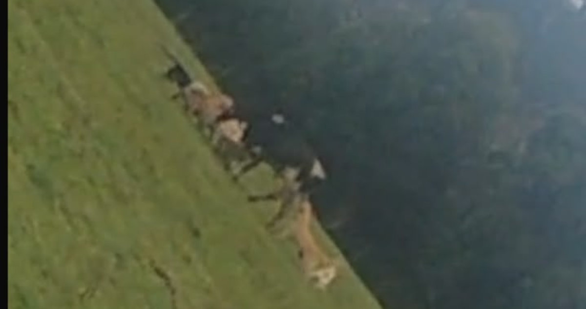 Video reabre debate por ataques de perros a ganado en Fresia: agricultores exigen medidas