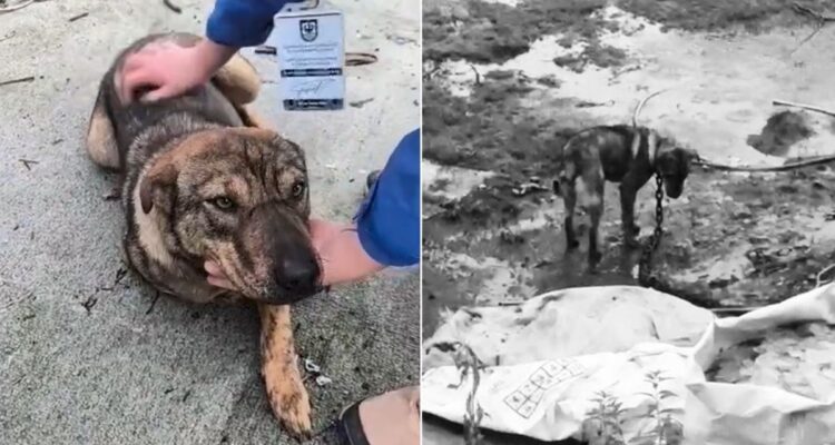 Jade encuentra un nuevo hogar: perrita rescatada por maltrato animal fue adoptada en Concepción