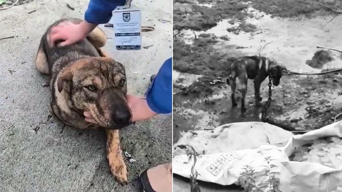 Jade encuentra un nuevo hogar: perrita rescatada por maltrato animal fue adoptada en Concepción