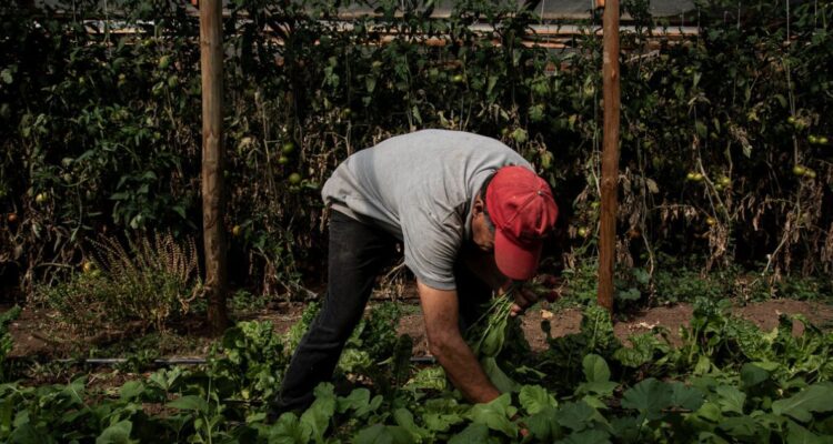 Comisión de Agricultura del Senado sesionará de urgencia por impacto del sistema frontal en el agro