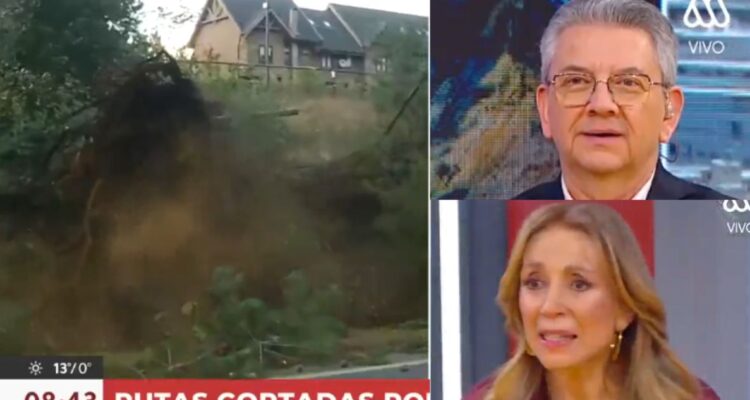 Caída de enorme árbol en vivo y en directo por vientos catabáticos dejó a todos sorprendidos en Mega