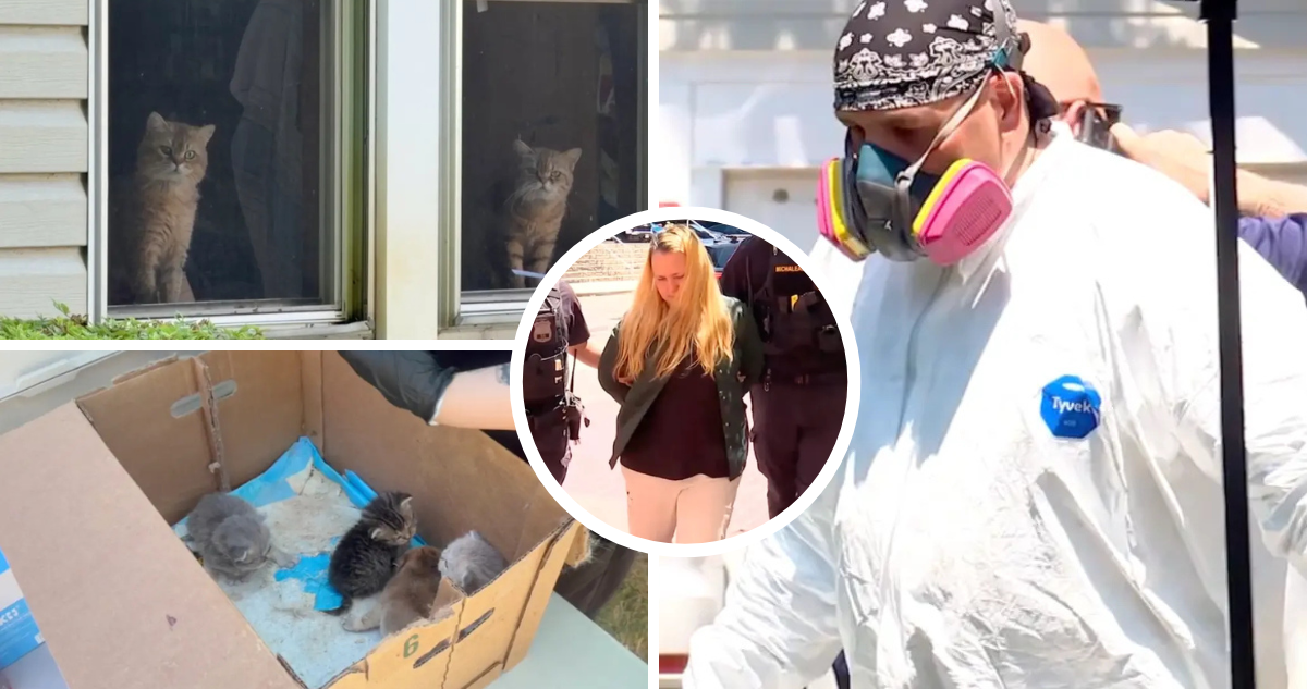 Rescatan a 153 gatos y dos perros encerrados en una casa de EEUU