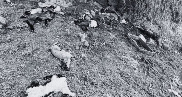 Crianceros de la región de Coquimbo reportan la muerte de más de 2 mil animales tras sistema frontal