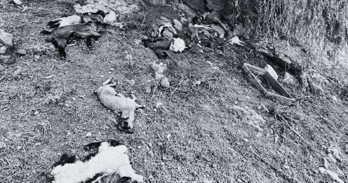 Crianceros de la región de Coquimbo reportan la muerte de más de 2 mil animales tras sistema frontal
