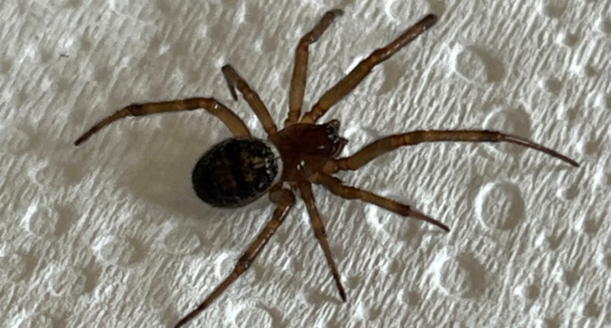 araña de rincón