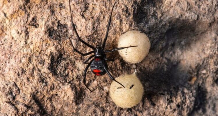 Descubren nueva especie de viuda negra en Chile: “Tan venenosa que necesitas a un médico si te muerde”