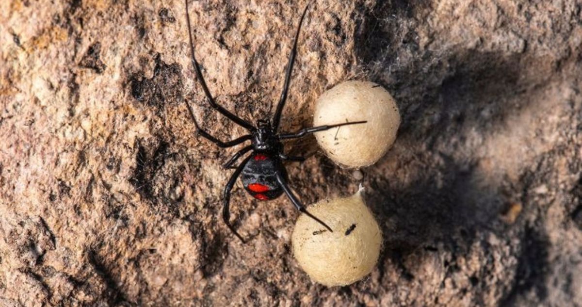 Descubren nueva especie de viuda negra en Chile: “Tan venenosa que necesitas a un médico si te muerde”