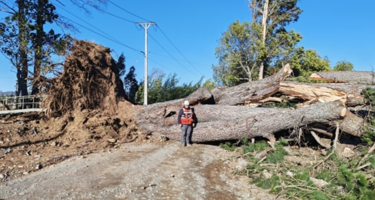 Casi 60 mil conexiones a sistema eléctrico siguen sin energía tras temporal de viento en La Araucanía