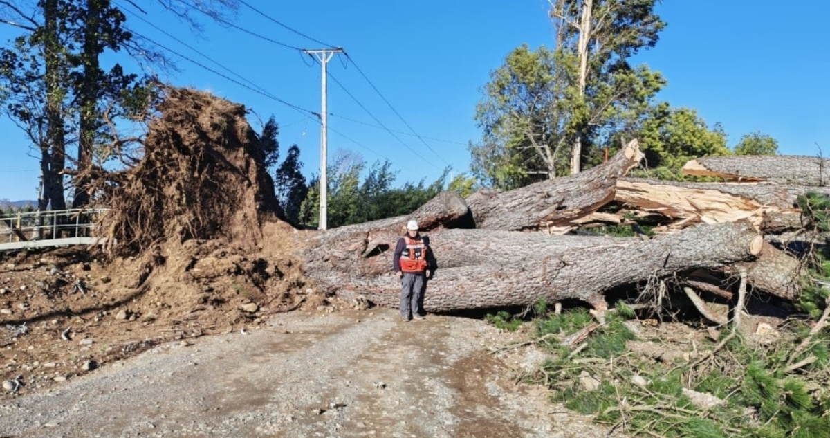 Casi 60 mil conexiones a sistema eléctrico siguen sin energía tras temporal de viento en La Araucanía