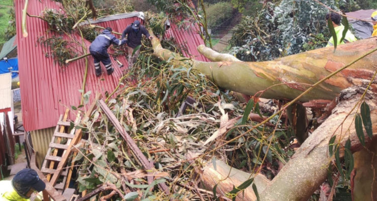 Enorme árbol cae sobre vivienda en parte alta del Cerro Barón en Valparaíso