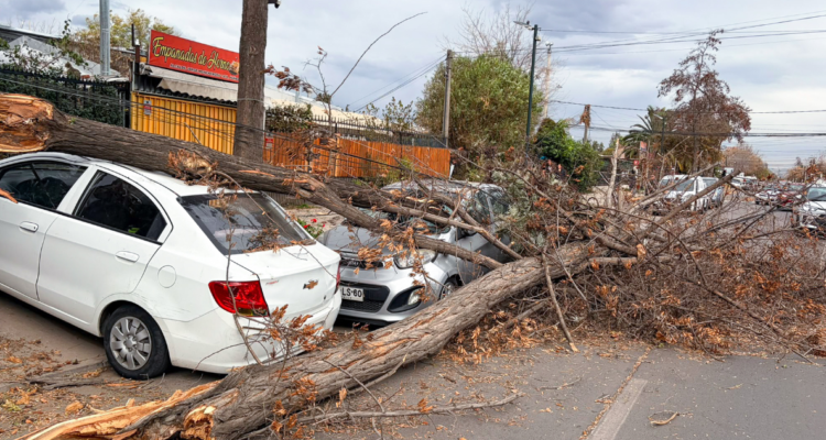 Sistema frontal y fuertes vientos: cómo identificar un árbol que podría caer