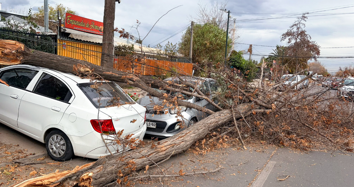 Sistema frontal y fuertes vientos: cómo identificar un árbol que podría caer