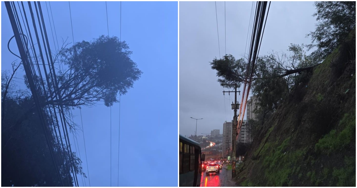 árboles cae sobre tendido eléctrico en Quilpué