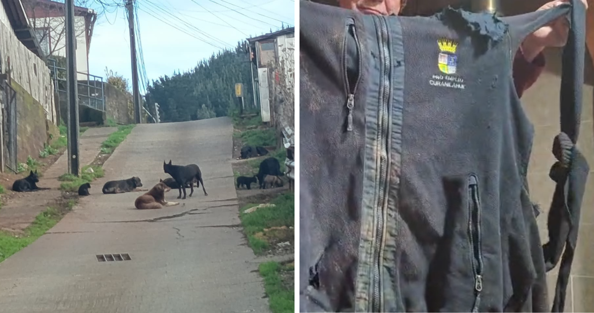 Ataque de jauría de perros en Curanilahue