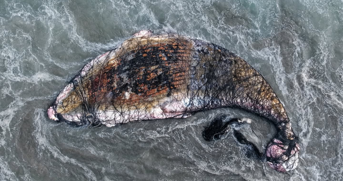 Foto de la ballena jorobada en Hornitos