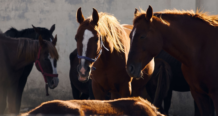 Menor de 17 años es detenido por el robo de tres caballos en el sector rural de Quilleco