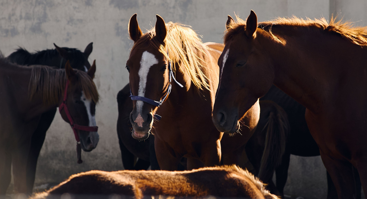 Caballos | Pexels