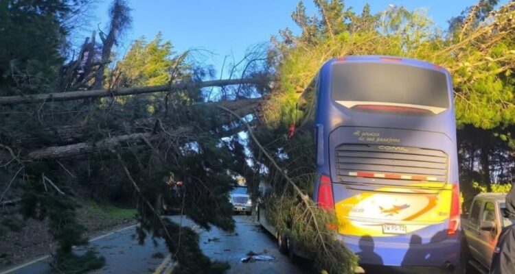 Caída de árboles obliga a cortar rutas entre Villarrica y Pucón: hay miles de clientes sin luz