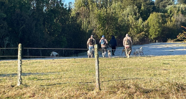 Los Lagos: agricultores denuncian ingreso ilegal a sus predios para caza de liebres con perros galgos