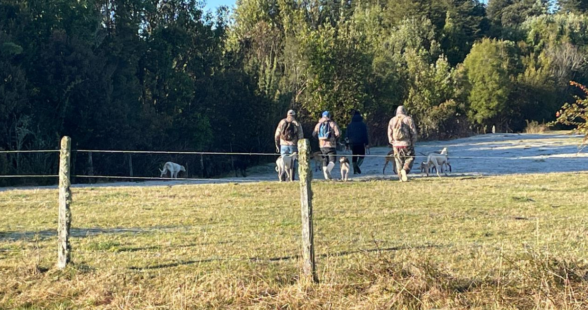 Los Lagos: agricultores denuncian ingreso ilegal a sus predios para caza de liebres con perros galgos