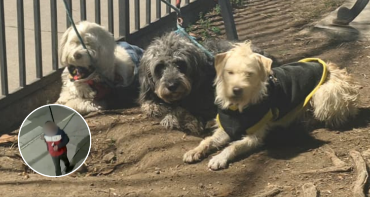 Aclaran misterio de auto con perros: chofer apareció y fue detenido por conducir en estado de ebriedad