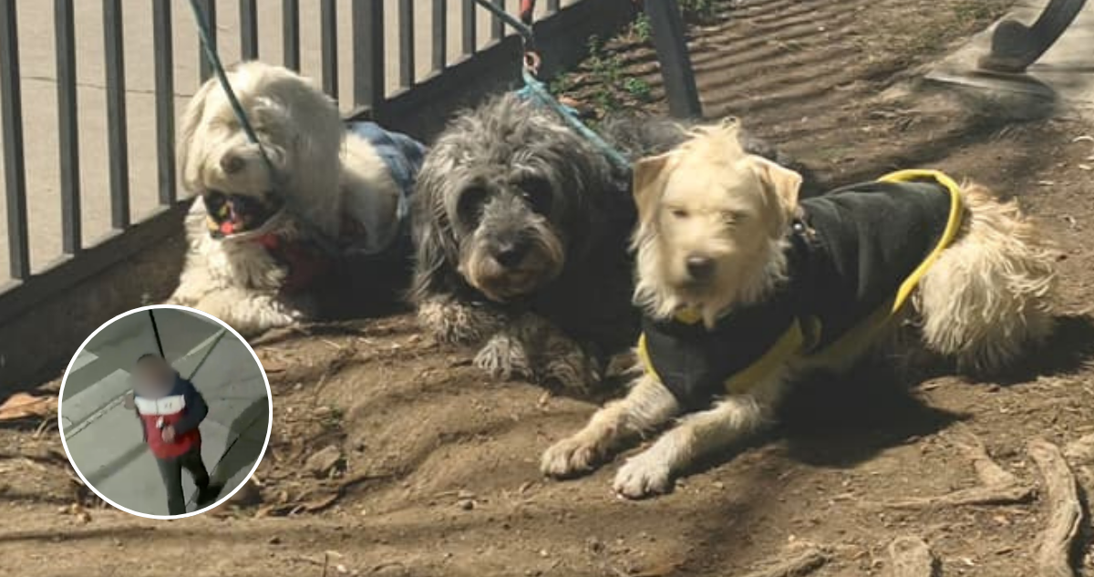 Aclaran misterio de auto con perros: chofer apareció y fue detenido por conducir en estado de ebriedad