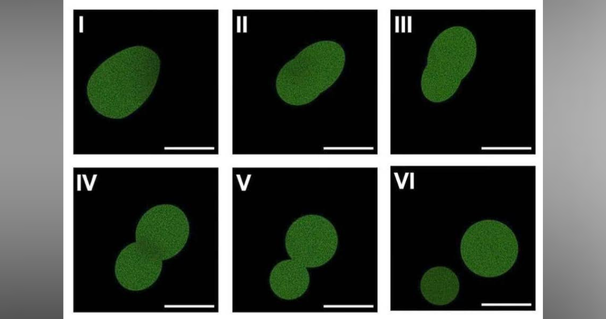 Científicos de EEUU desarrollan una célula sintética capaz de crecer y reproducirse