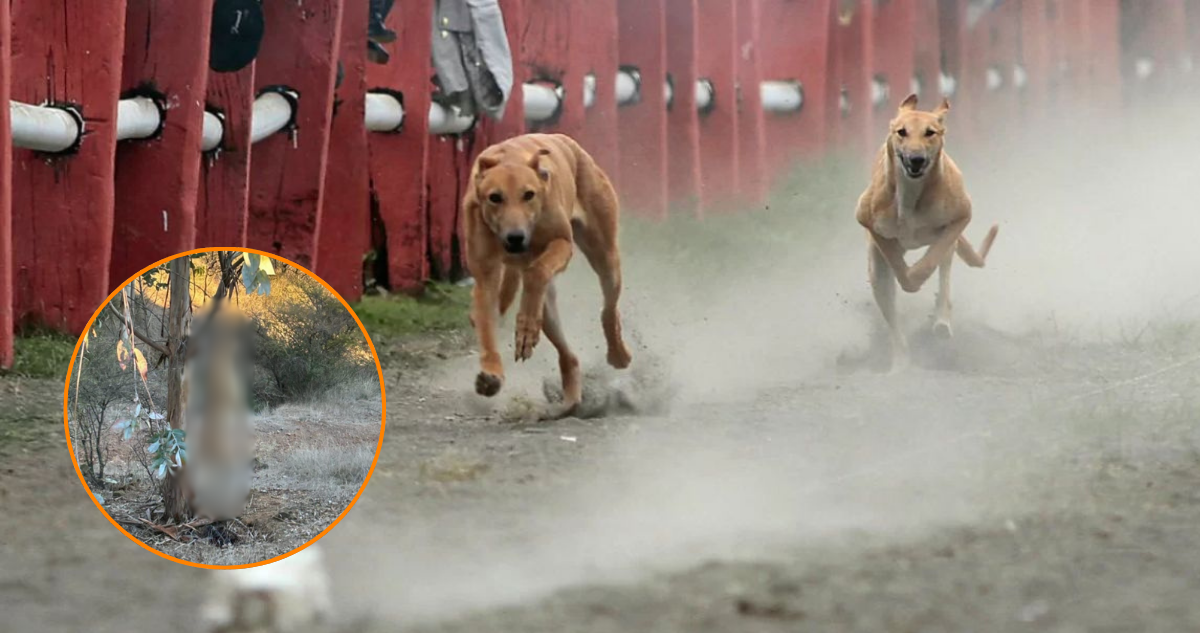 Hallan a perro galgo ahorcado en árbol: el brutal caso de maltrato animal registrado en Marchigüe
