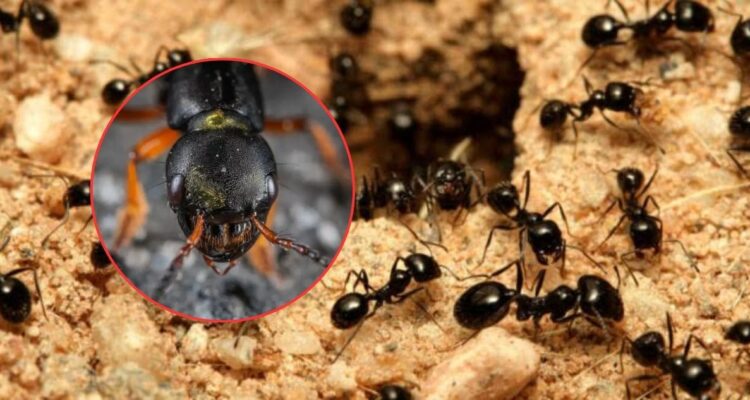 Super chefs coreanos arriesgan cárcel por servir postre con hormigas tóxicas “para dar un toque ácido”