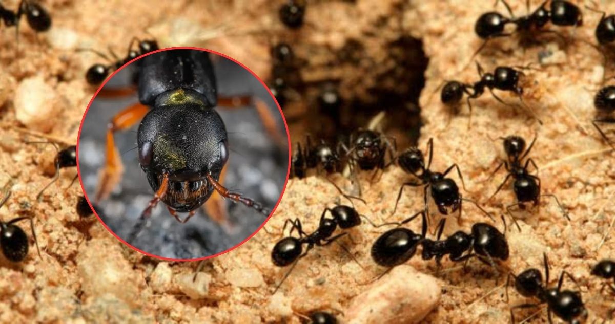 Super chefs coreanos arriesgan cárcel por servir postre con hormigas tóxicas “para dar un toque ácido”