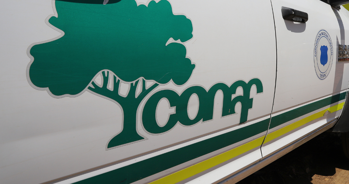 Valdivia: Conaf afirma que bosques de Arauco en venta serían explotados no antes de ocho años