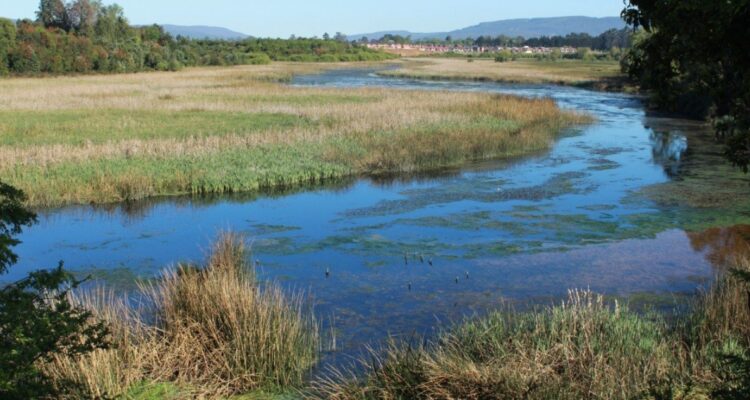 https://media.biobiochile.cl/wp-content/uploads/2026/07/dano-ambiental-humedal-angachilla-750x400.jpg