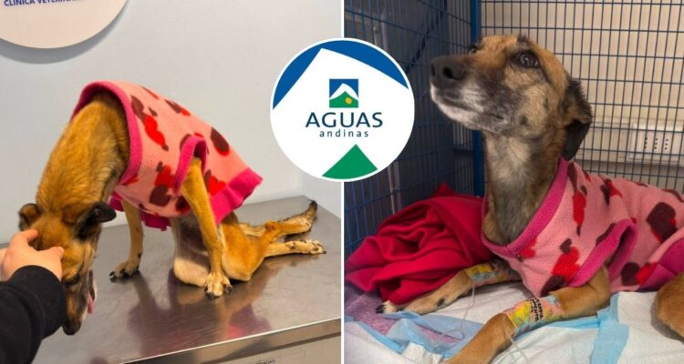 Denuncian que contratista de Aguas Andinas golpeó a perra en Peñalolén: empresa anuncia investigación