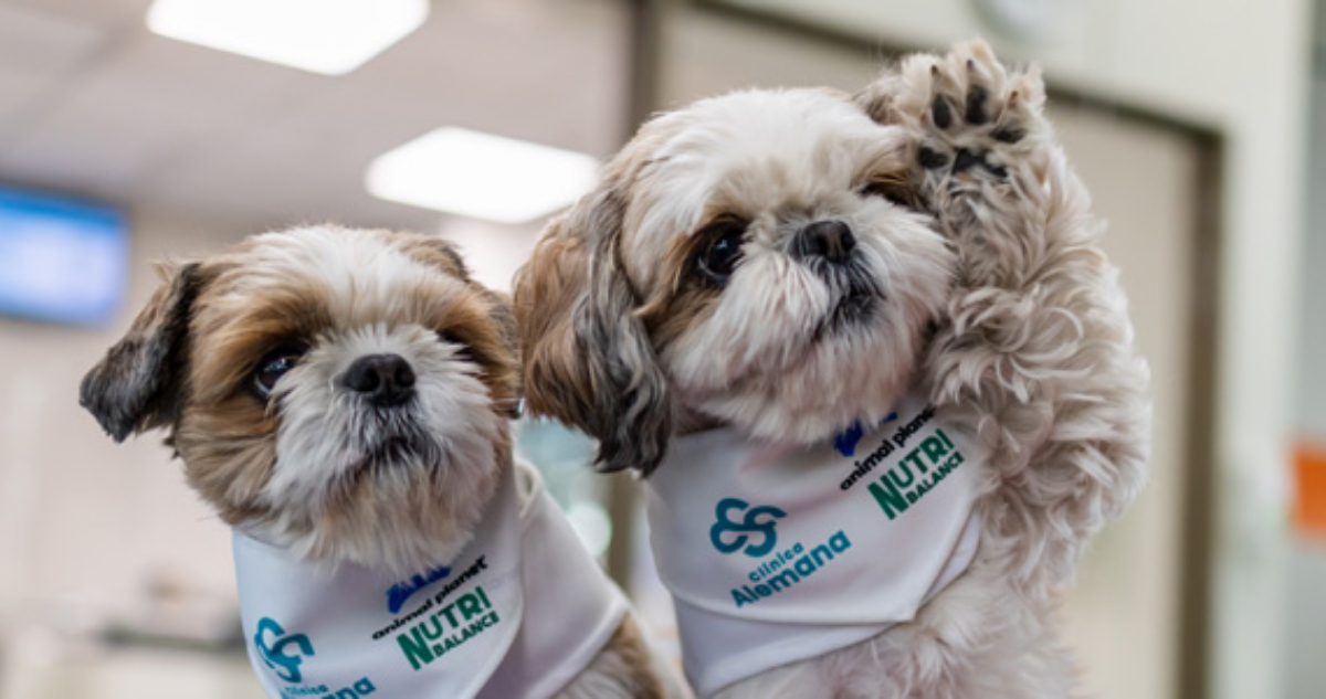 Foto de los perritos que tratan el dolor crónico
